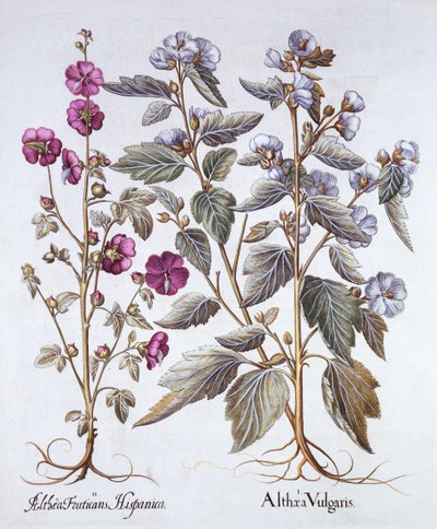 Twee Malva variëteiten, uit Hortus Eystettensis, door Basil Besler, 1613 door German School
